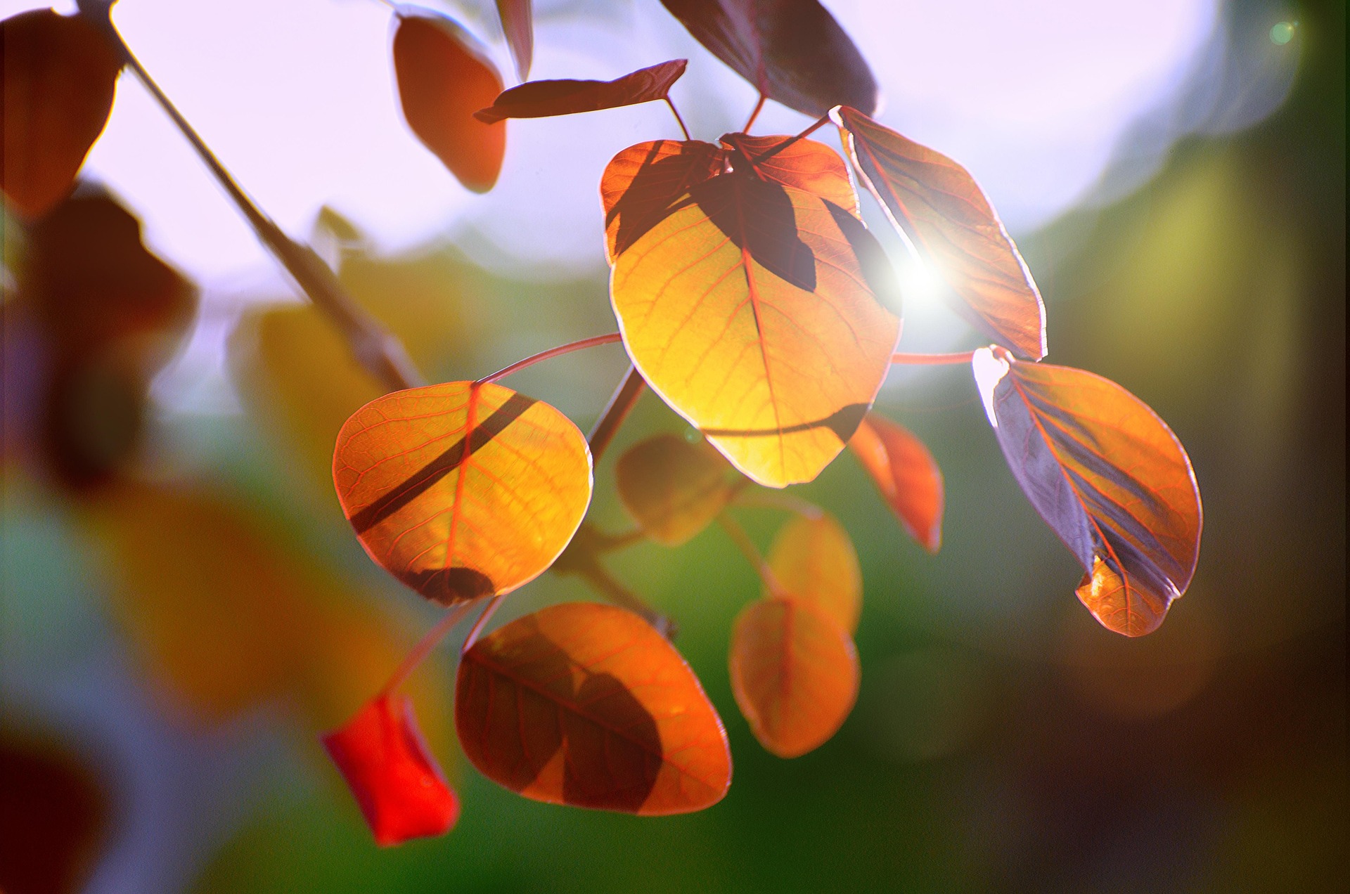 leaves-6967448_1920